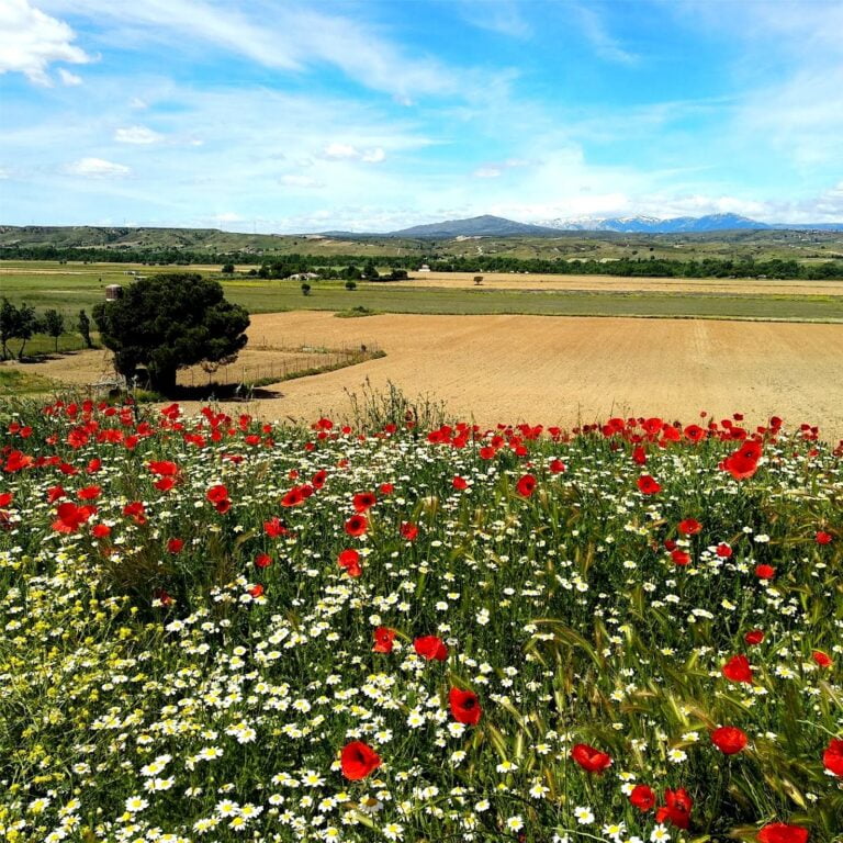 La vida en Valdetorres del Jarama