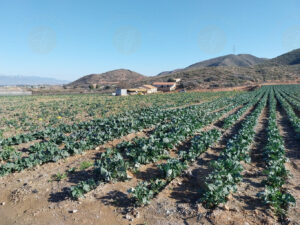 finca rústica de 28.000 m² en Lorca
