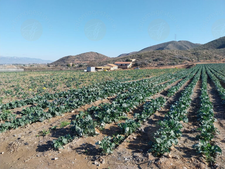 finca rústica de 28.000 m² en Lorca