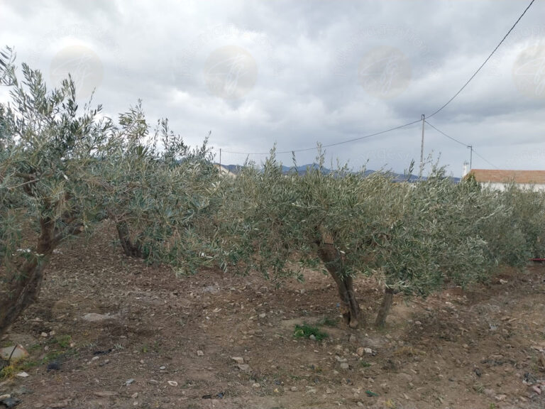 OLIVOS